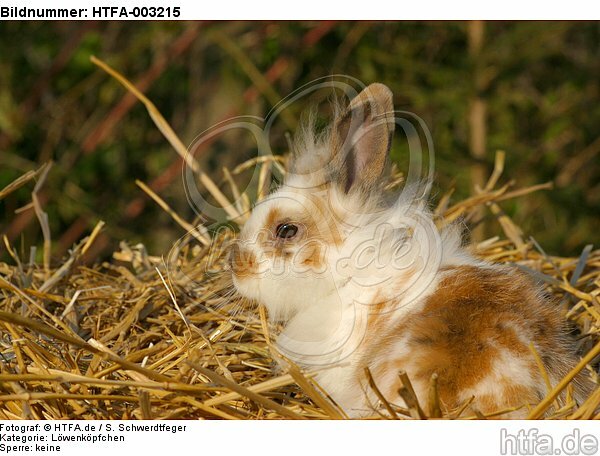 Löwenköpfchen / lion-headed bunny / HTFA-003215