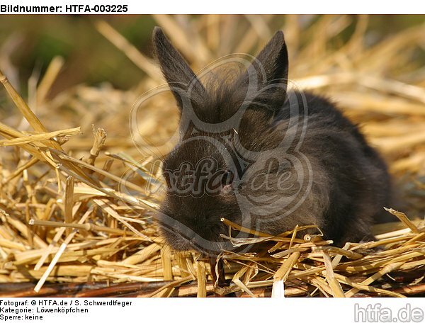 Löwenköpfchen / lion-headed bunny / HTFA-003225