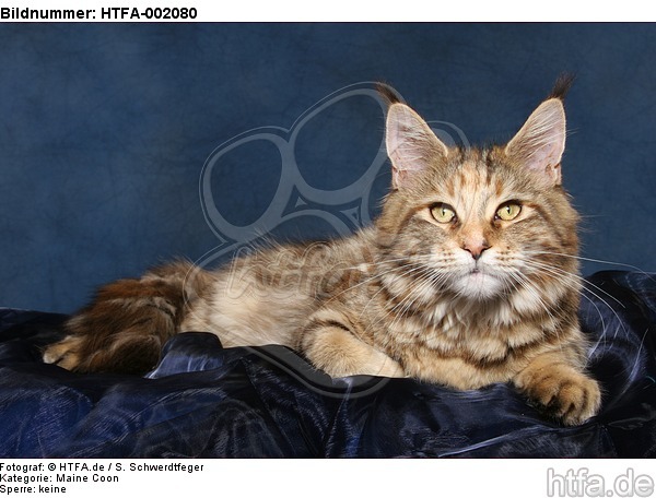 Maine Coon / HTFA-002080