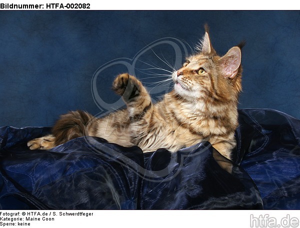 Maine Coon / HTFA-002082