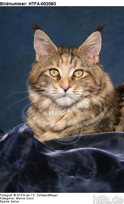 Maine Coon / HTFA-002083