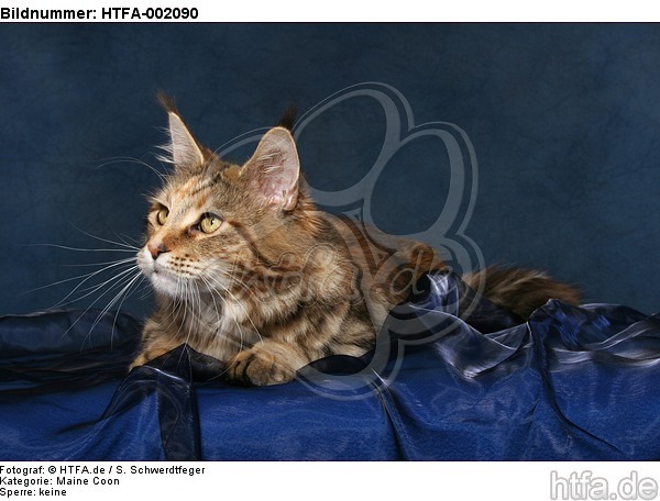 Maine Coon / HTFA-002090