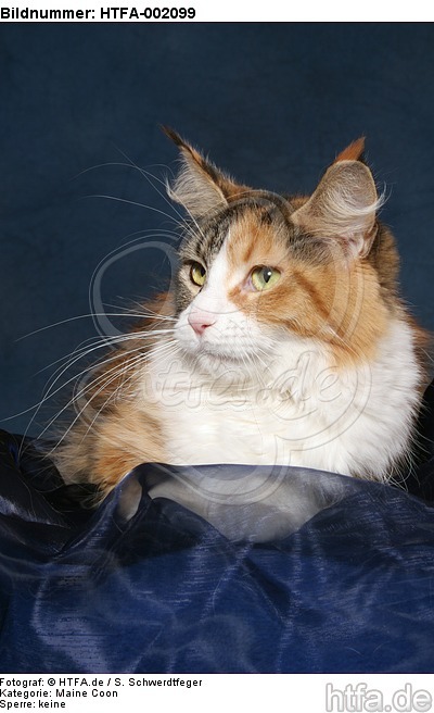 Maine Coon / HTFA-002099