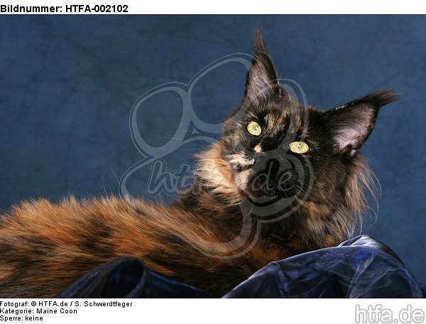 Maine Coon / HTFA-002102