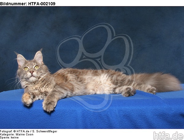 Maine Coon / HTFA-002109