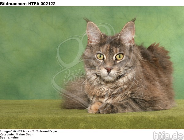 Maine Coon / HTFA-002122