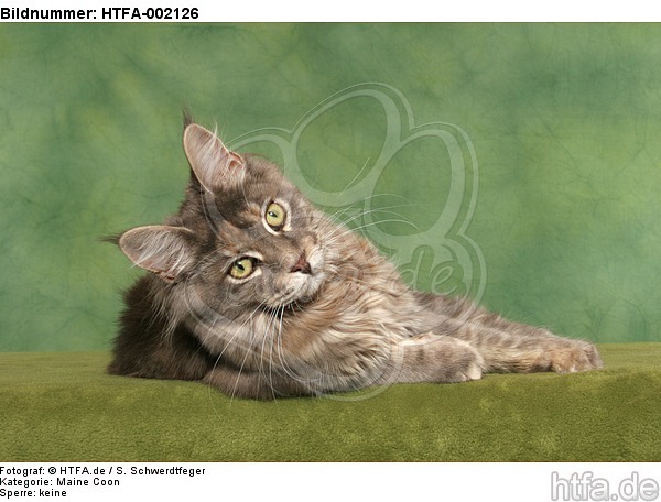 Maine Coon / HTFA-002126