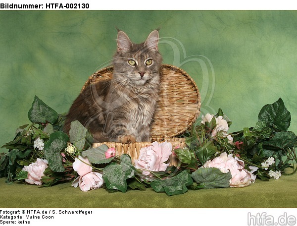 Maine Coon / HTFA-002130