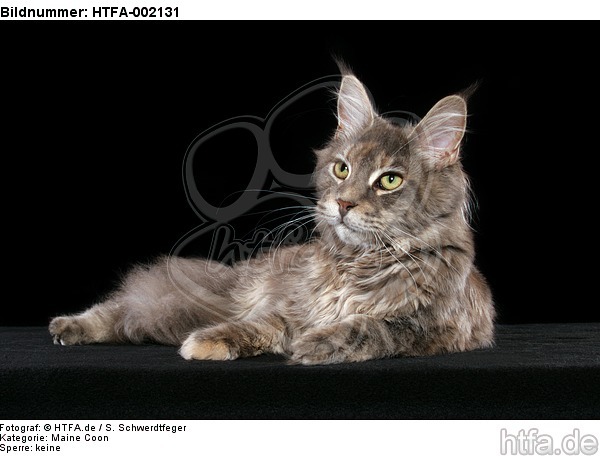 Maine Coon / HTFA-002131