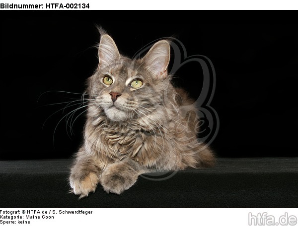 Maine Coon / HTFA-002134