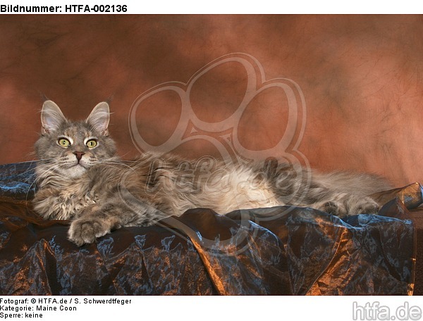 Maine Coon / HTFA-002136