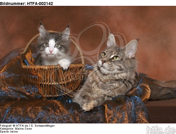 Maine Coons / HTFA-002142