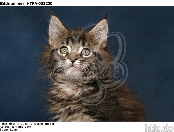 Maine Coon Kätzchen / maine coon kitten / HTFA-002230