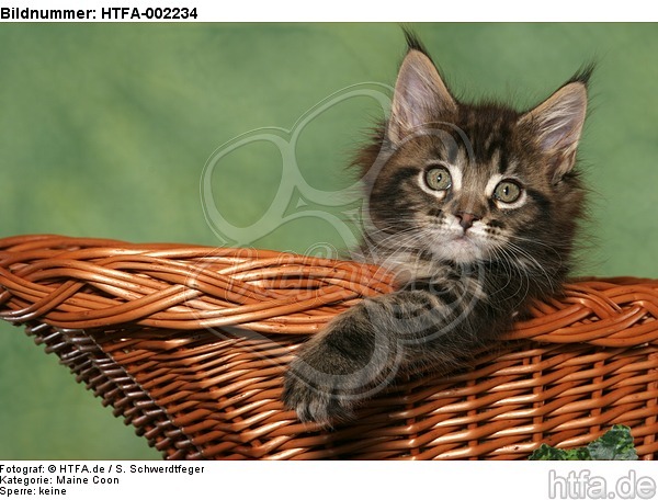 Maine Coon Kätzchen / maine coon kitten / HTFA-002234