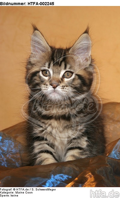 Maine Coon Kätzchen / maine coon kitten / HTFA-002245