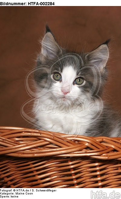 Maine Coon Kätzchen / maine coon kitten / HTFA-002284