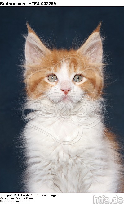 Maine Coon Kätzchen / maine coon kitten / HTFA-002299