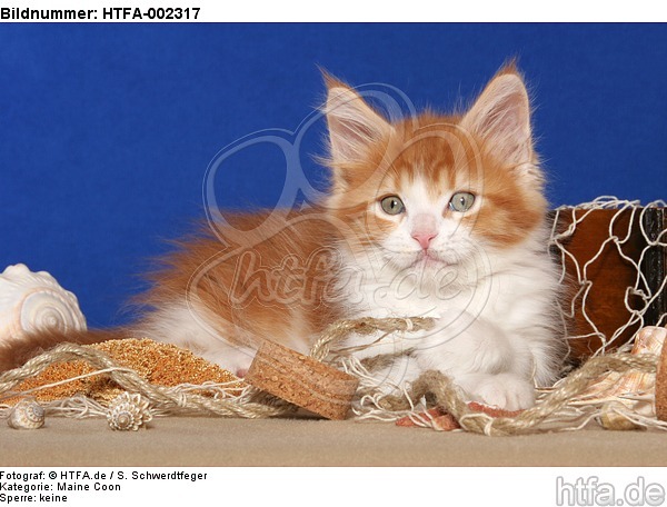 Maine Coon Kätzchen / maine coon kitten / HTFA-002317