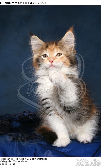 Maine Coon Kätzchen / maine coon kitten / HTFA-002358