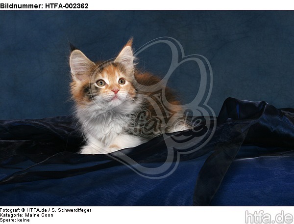 Maine Coon Kätzchen / maine coon kitten / HTFA-002362