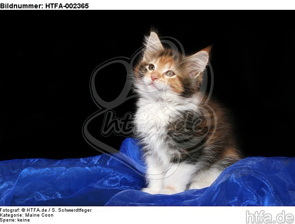 Maine Coon Kätzchen / maine coon kitten / HTFA-002365