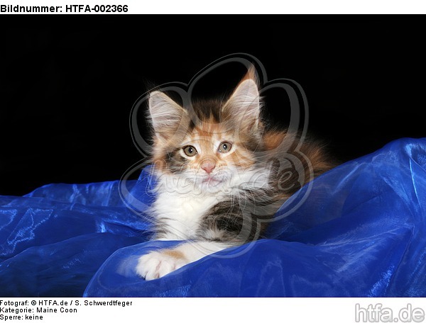 Maine Coon Kätzchen / maine coon kitten / HTFA-002366