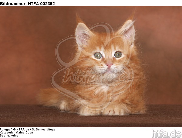 Maine Coon Kätzchen / maine coon kitten / HTFA-002392