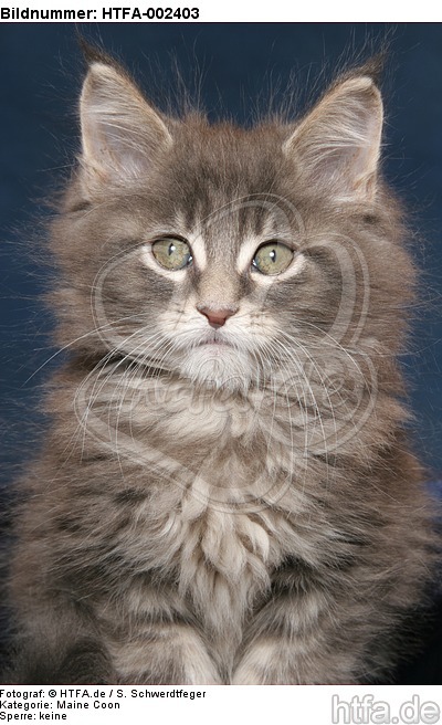 Maine Coon Kätzchen / maine coon kitten / HTFA-002403