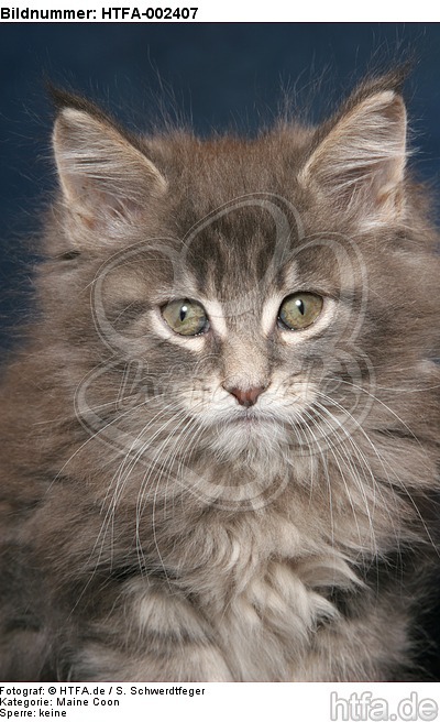 Maine Coon Kätzchen / maine coon kitten / HTFA-002407