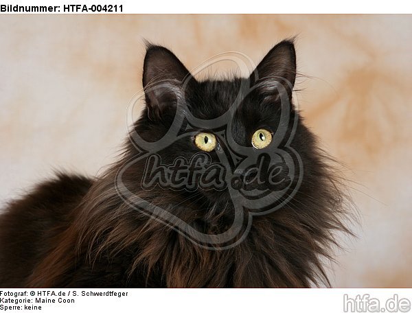 Maine Coon / HTFA-004211