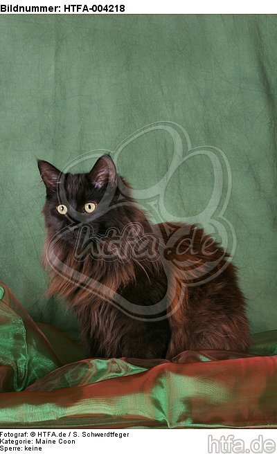 Maine Coon / HTFA-004218