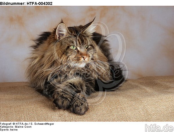 Maine Coon / HTFA-004302