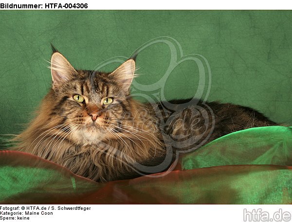 Maine Coon / HTFA-004306