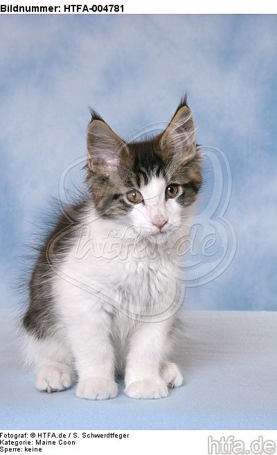 Maine Coon Kätzchen / maine coon kitten / HTFA-004781