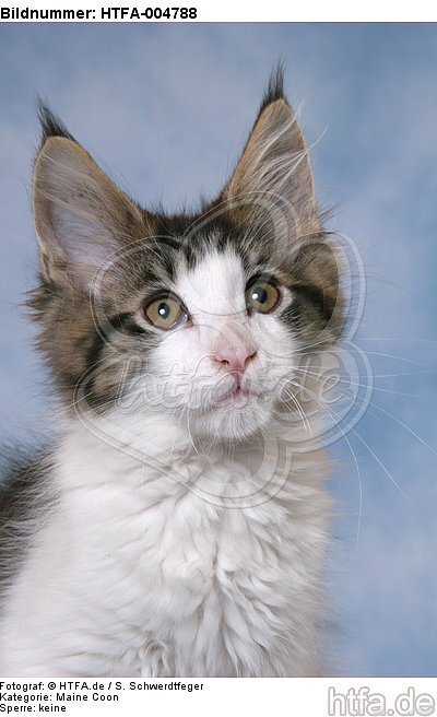 Maine Coon Kätzchen / maine coon kitten / HTFA-004788