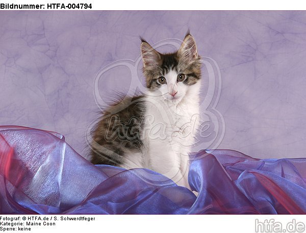 Maine Coon Kätzchen / maine coon kitten / HTFA-004794