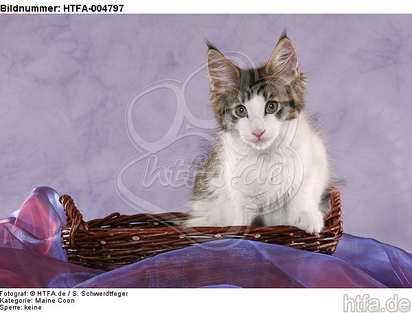 Maine Coon Kätzchen / maine coon kitten / HTFA-004797