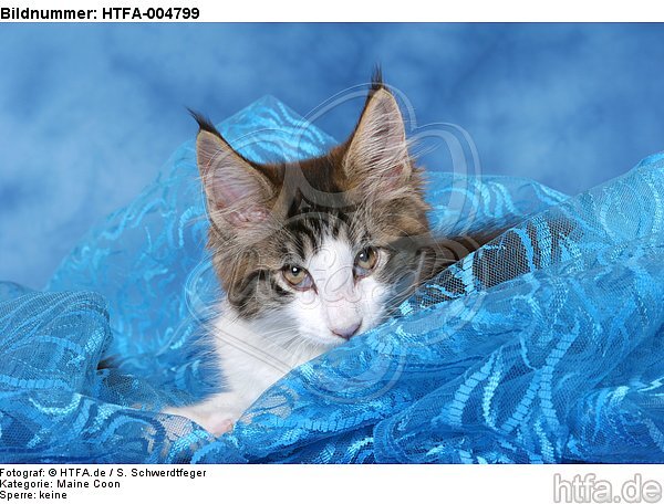 Maine Coon Kätzchen / maine coon kitten / HTFA-004799