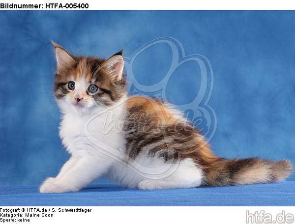 Maine Coon Kätzchen / maine coon kitten / HTFA-005400