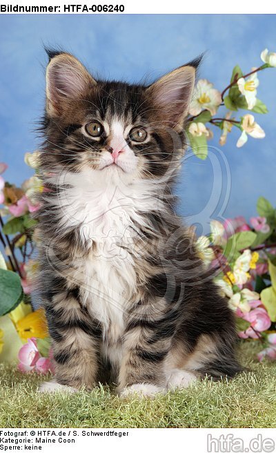 Maine Coon Kätzchen / maine coon kitten / HTFA-006240