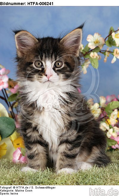 Maine Coon Kätzchen / maine coon kitten / HTFA-006241