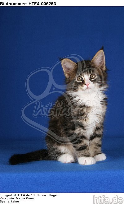 Maine Coon Kätzchen / maine coon kitten / HTFA-006253