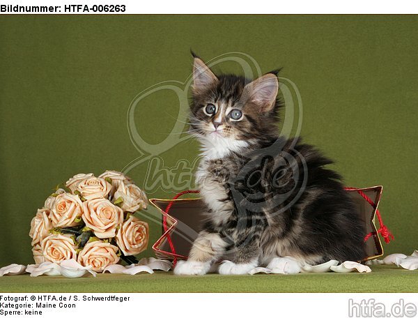 Maine Coon Kätzchen / maine coon kitten / HTFA-006263