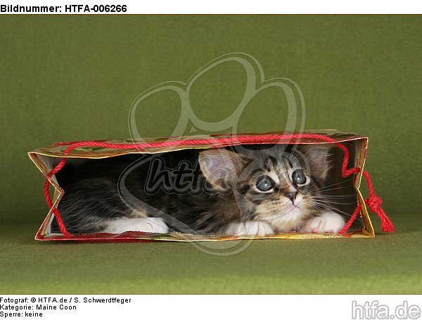 Maine Coon Kätzchen / maine coon kitten / HTFA-006266