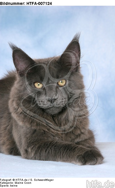 Maine Coon / HTFA-007124