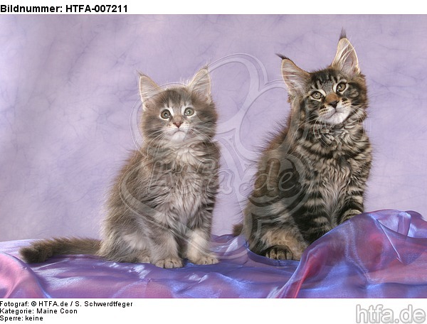 Maine Coon Kätzchen / maine coon kitten / HTFA-007211