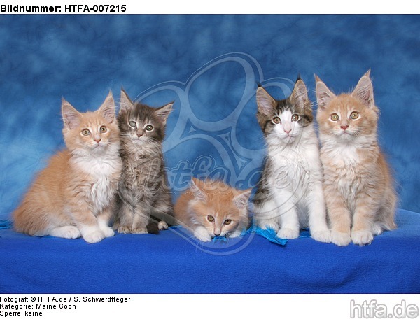 Maine Coon Kätzchen / maine coon kitten / HTFA-007215