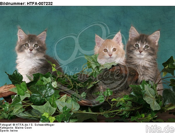 Maine Coon Kätzchen / maine coon kitten / HTFA-007232