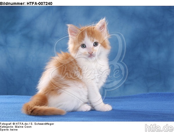 Maine Coon Kätzchen / maine coon kitten / HTFA-007240