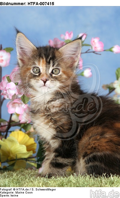 Maine Coon Kätzchen / maine coon kitten / HTFA-007415